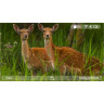 Прицел цифровой VEBER DIGITALHUNT R44X6-48 LRF ночной 31885